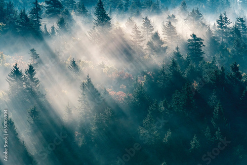 Sunlight through evergreen trees in the Great Smoky Mountains photo