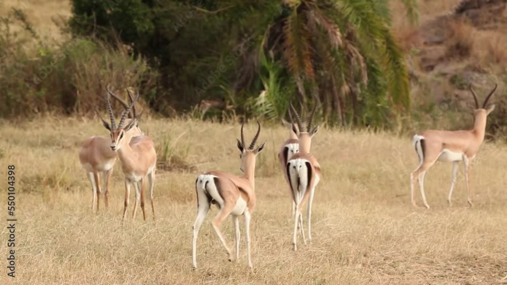 Grant's gazelle herd standing,Tanzania, 2022
Beautiful shot from Tanzania Grant's gazelle bash head, 2022, Tanzania
Grant's gazelle herd standing,Tanzania, 2022
Beautiful shot from Tanzania Grant's gazelle bash head, 2022, Tanzania