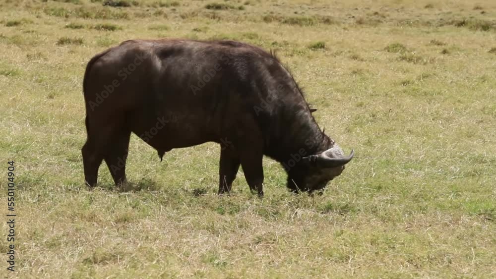 African buffalo feeding in grassland, Tanzania
African buffalo wildlife in Tanzania, 2022
African buffalo feeding in grassland, Tanzania
African buffalo wildlife in Tanzania, 2022