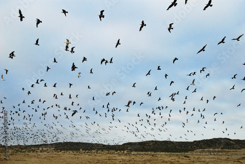 A large flock of flying sea birds on the beach in Guadalupe, California. photo