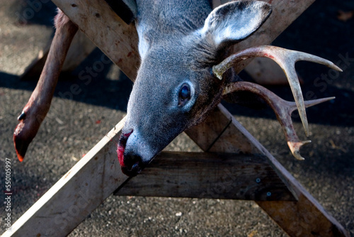 A slain deer waits to be cleaned and dressed outside of a meat processing center in Vilas, North Carolina.
