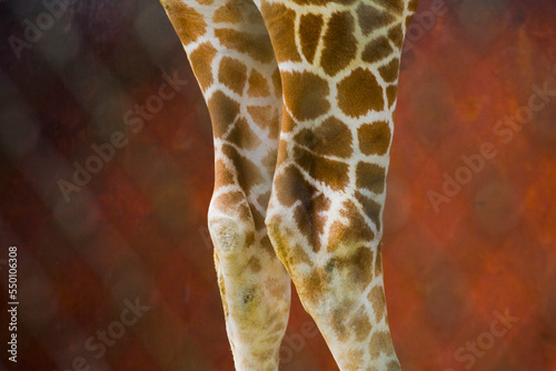 Legs of a reticulated giraffe (Giraffa camelopardalis) at a zoo in Seattle, Washington. photo