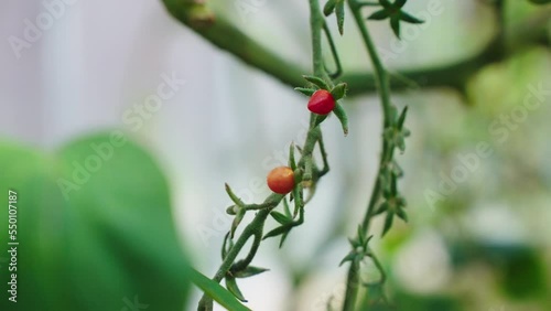 Tomato, small cherry tomatoes on a branch in the garden. Harvest of small red tomatoes. photo