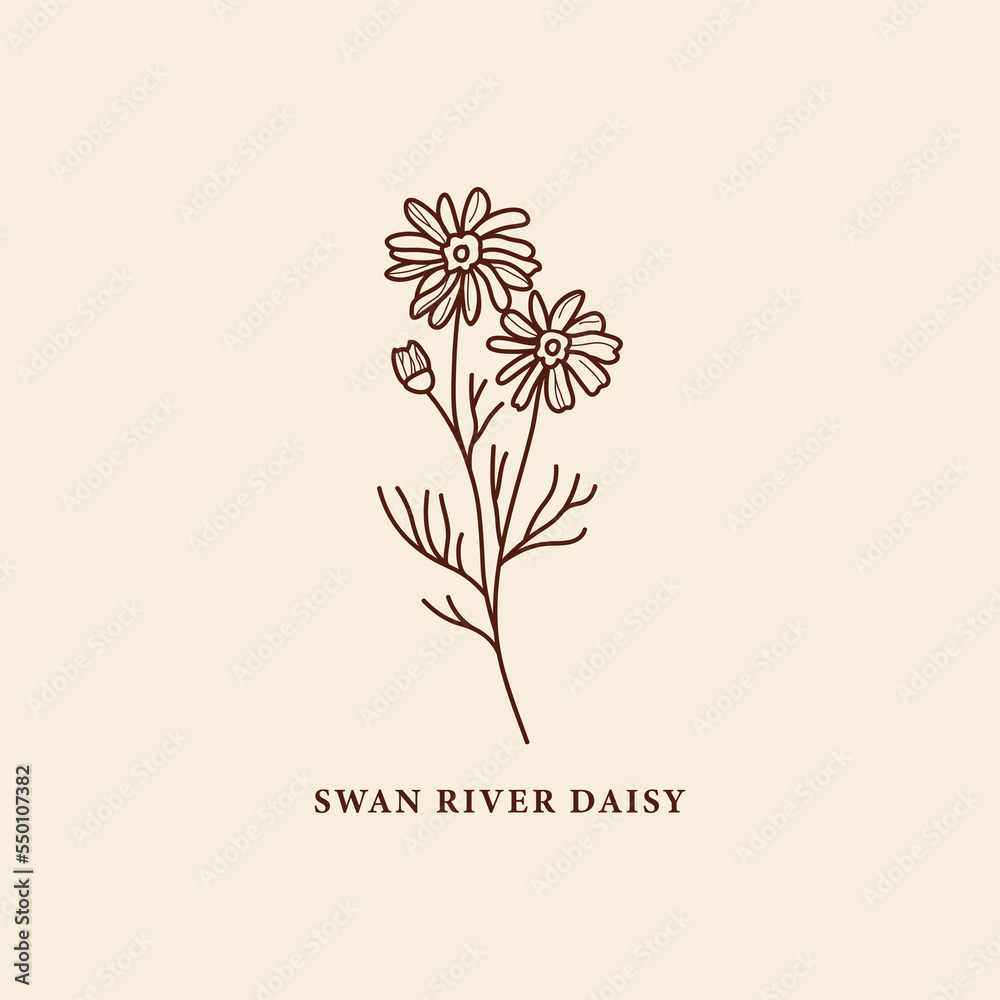 Line art Swan River daisy flower or Brachyscome iberidifolia