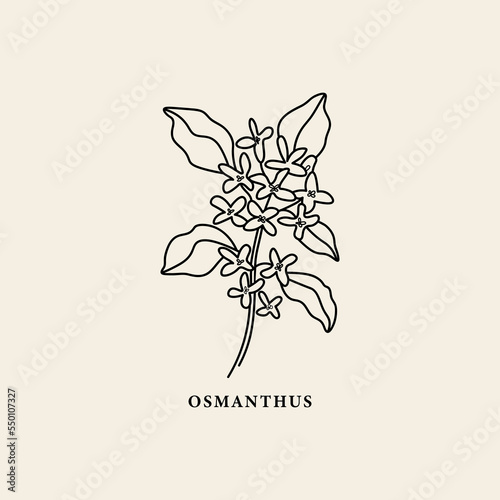 Line art osmanthus  flower illustration