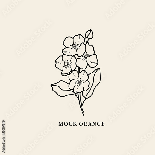 Line art mock orange flower branch illustration photo