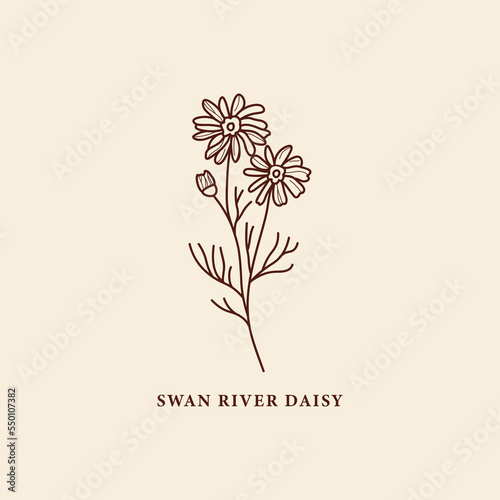 Line art Swan River daisy flower or Brachyscome iberidifolia illustration