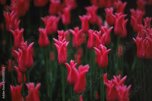 Conservatory Garden photo