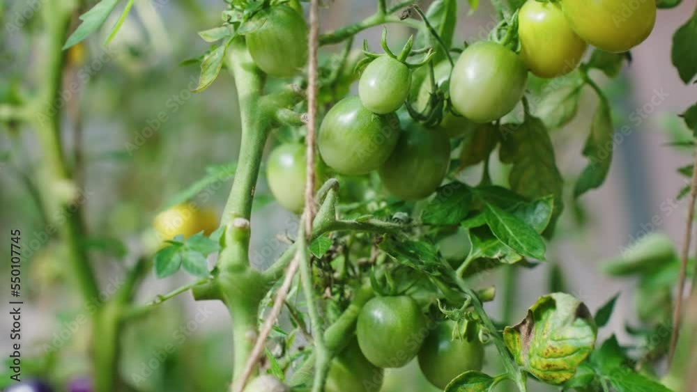 Pesticide-Free tomato, organic gardening, healthy food Pesticide-Free tomato, organic gardening, healthy food