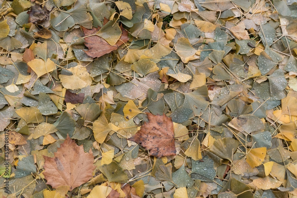 fallen leaves on the ground in the autumn