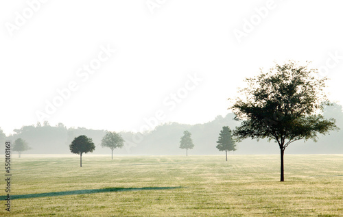 Trees stand in a field of grass and dew, as the sun shines through the morning haze.