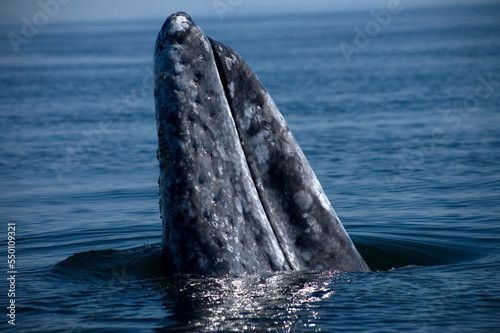A gray whale peeks its head out of the water in Ojo de Liebre Lagoon near the town of Guerrero Negro in Mexico. photo