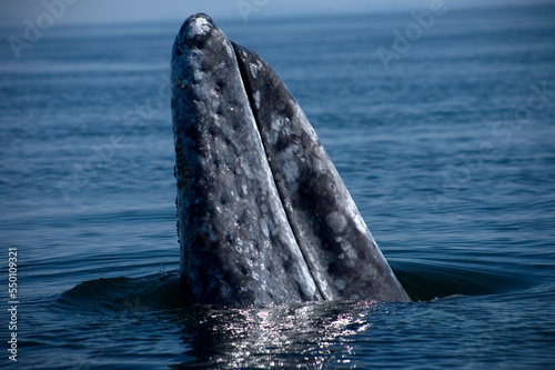 A gray whale peeks its head out of the water in Ojo de Liebre Lagoon near the town of Guerrero Negro in Mexico.