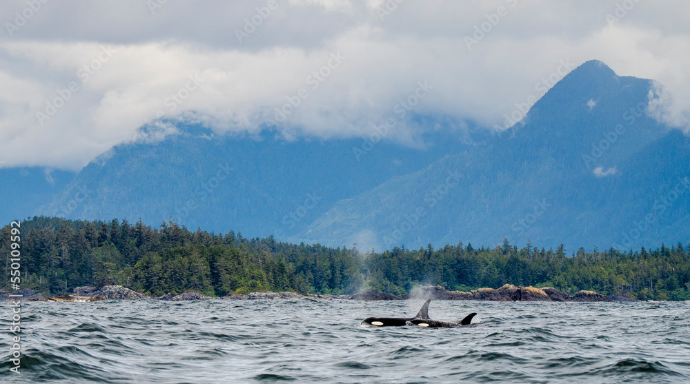 Killer whales or†orcas†(Orcinus orca) in sea, Tofino, British Columbia, Canada Killer whales or†orcas†(Orcinus orca) in sea, Tofino, British Columbia, Canada