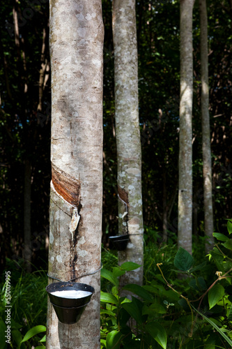 Rubber Trees photo