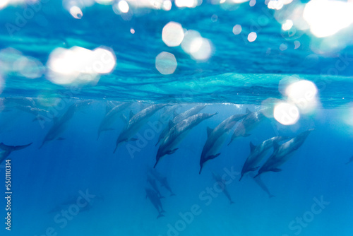 Hawaiian spinner dolphins