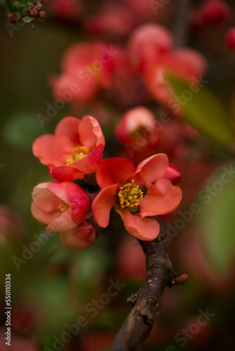 Red blossoms on a branch. Rhoen Mountains, Germany
