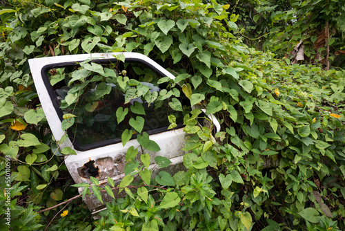 A car is engulfed in vegetation in the Kalinago territory on Segment 6 of the Waitukubuli National Trail on the Caribbean island of Dominica. photo