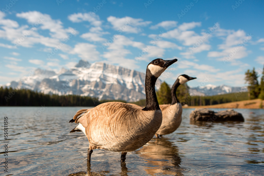 Canada Geese walk through shallows of mountain lake