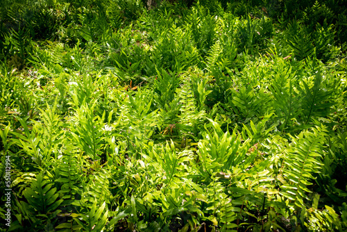 Tropical fern foliage in the sun light