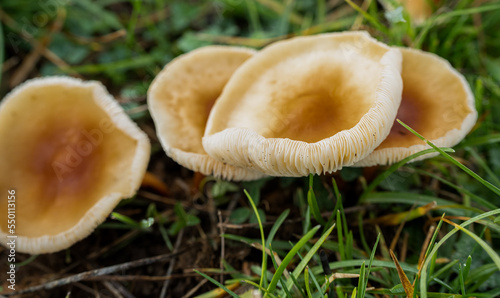 close up of Common Rustgill mushroom (Gymnopolis penetrans) photo