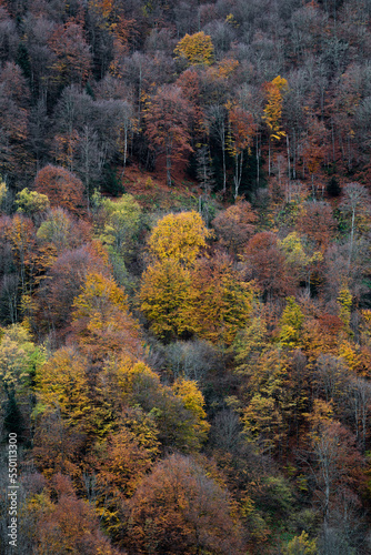 autumn colors on the mountain forest