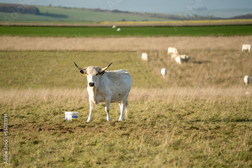 Fototapeta Naklejka Na Ścianę i Meble -  close up of a horned white park cattle cow on chalkland meadow, Wilts UK