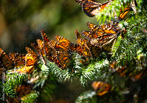 Colony of Monarch butterflies (Danaus plexippus) are sitting on pine branches in a park El Rosario, Reserve of the Biosfera Monarca. Angangueo, State of Michoacan, Mexico