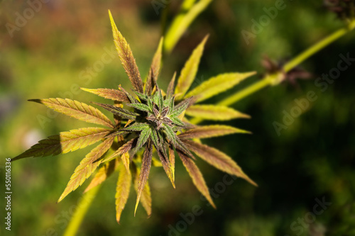 cannabis bud