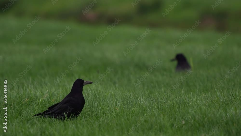A rook (Corvus frugilegus) standing in a meadow while another rook is landing