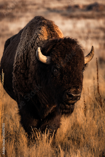 Buffalo Wildlife Male Bison