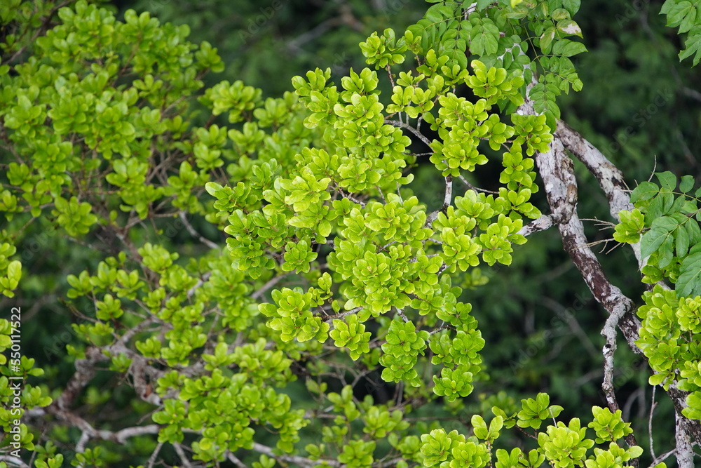 There is still existing rainforest. Here near Cidade de Deus, Manaus - Amazonas, Brazil. There is still existing rainforest. Here near Cidade de Deus, Manaus - Amazonas, Brazil.