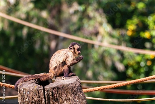 Photography Closeup shot of a furry capuchin monkey on a trunk in a wildlife sanctuary