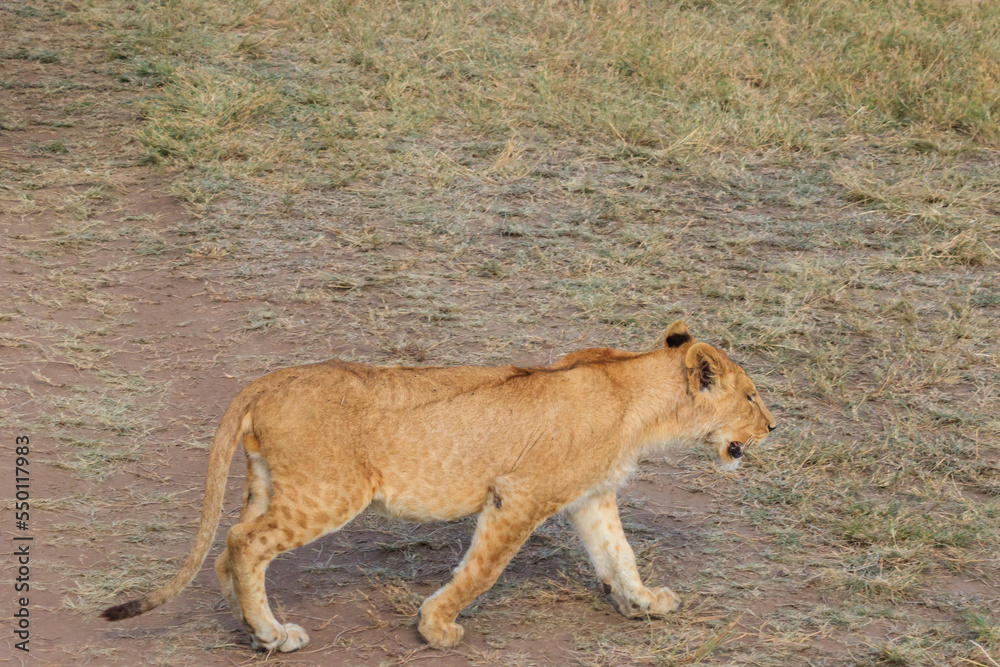 Obraz premium Lion cub (Panthera leo) walking in savannah in Serengeti national park, Tanzania