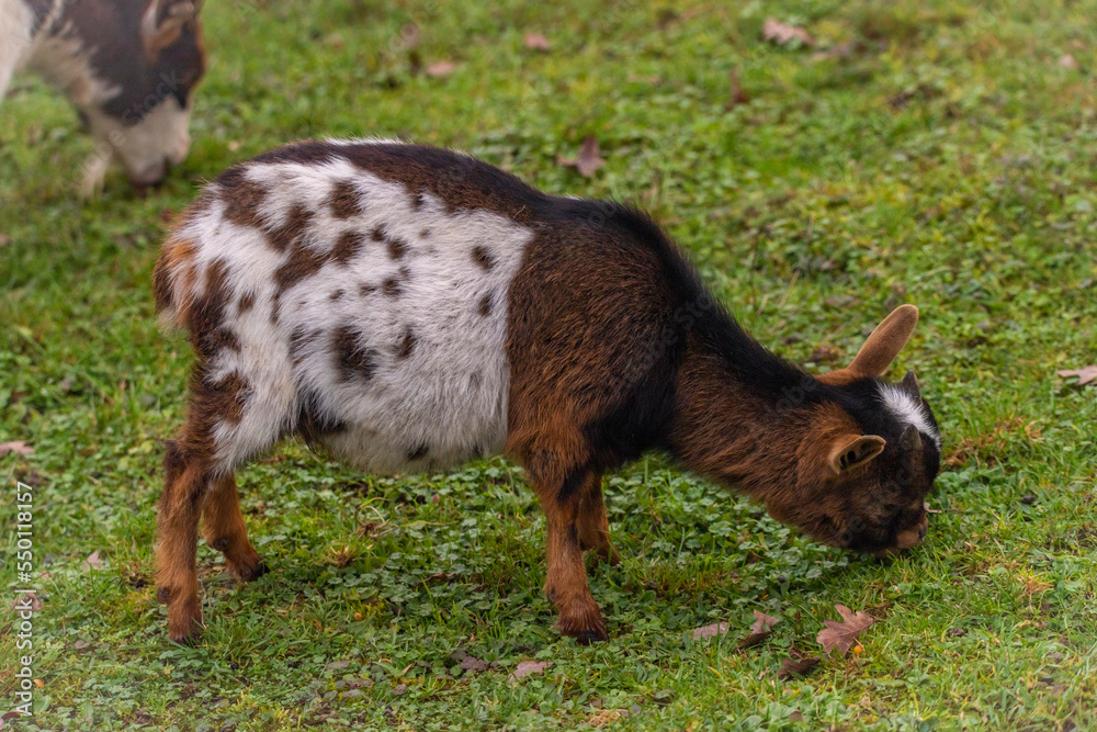 Fototapeta premium Young goat on green autumn grass in cloudy day