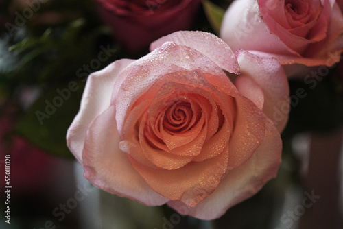 close-up of a vibrant pink rose flower covered with raindrops. on a flower bouquet.