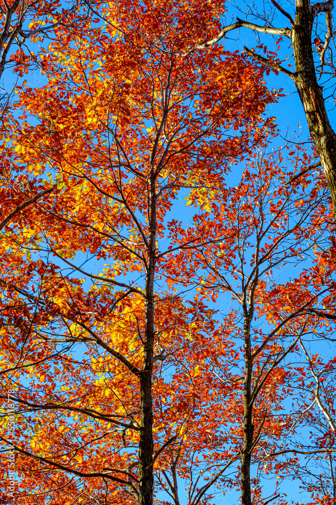 Fototapeta premium autumn oak branches on the blue sky