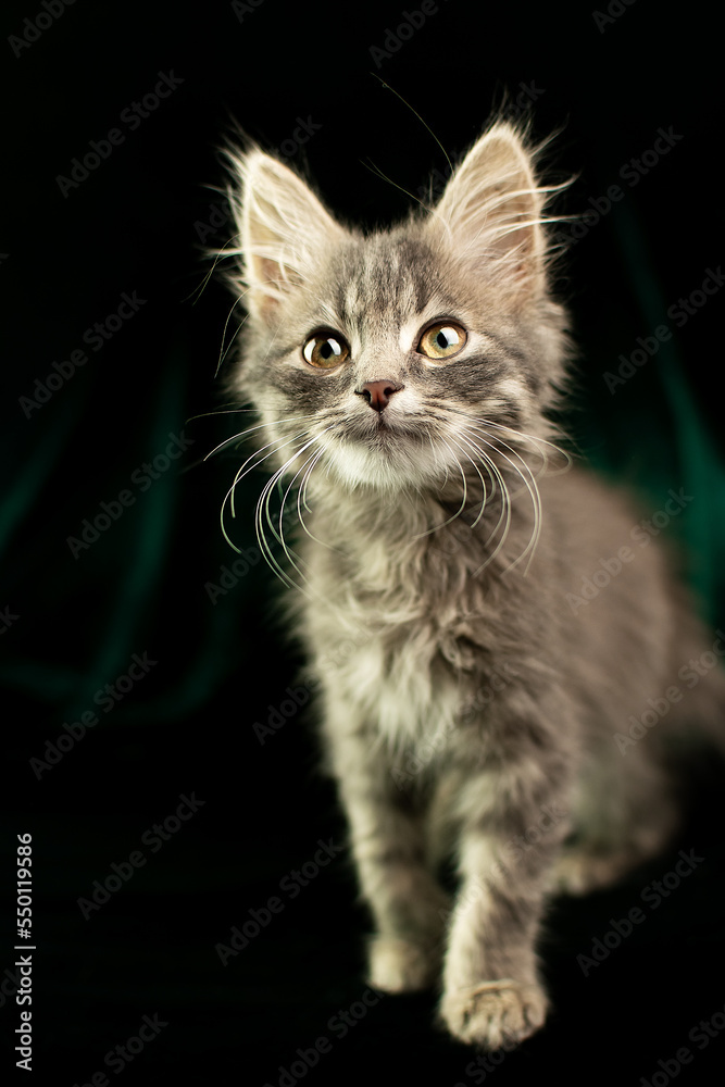 Cute kitten sits on a green background and looks away