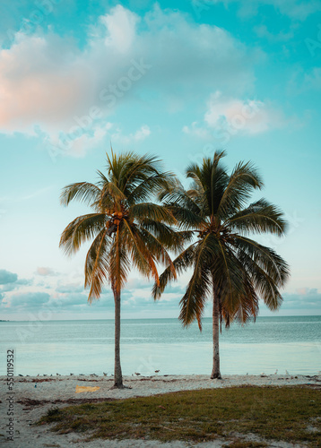 palm trees on the beach miami  © Alberto GV PHOTOGRAP