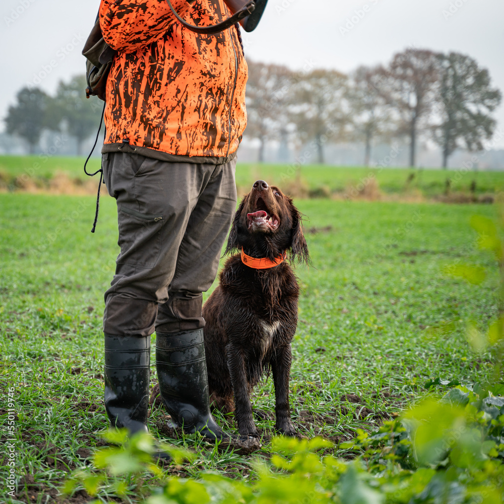 Jagdhund an der Seite des Jägers, bei der Jagd. Jagdhund an der Seite des Jägers, bei der Jagd.