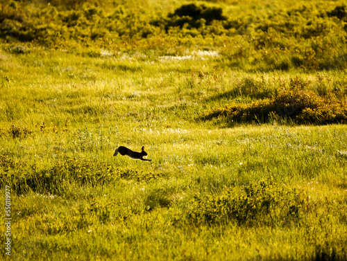 White-tailed jackrabbit running through grasslands in Alberta