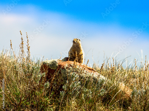 Richardson's Ground Squirrel posing on rock near Oyen Alberta