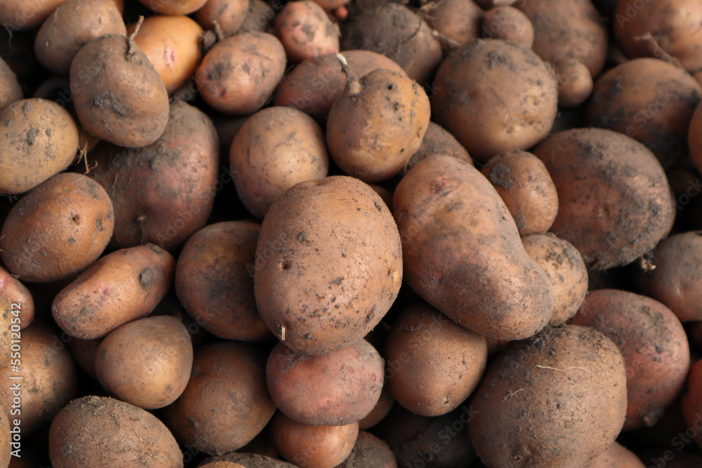 Harvested Young Fresh organic potatoes with soil. Farmers Market - Organic Potatoes Harvested Young Fresh organic potatoes with soil. Farmers Market - Organic Potatoes