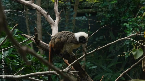 Pygmy dwarf monkey living on a tree branch in forest ecosystem, animal wildlife science 4k