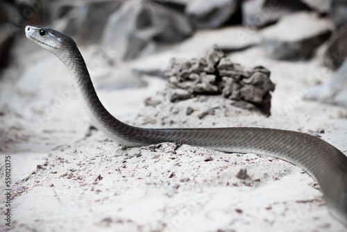 Photos the long black mamba snake