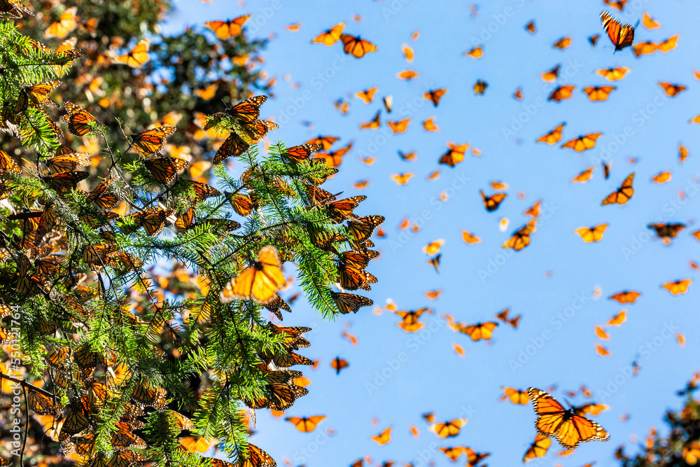 Monarch Butterflies Danaus Plexippus Are Flying On The Background Of