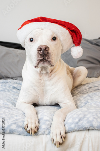 dog wearing santa hat © Danpradophoto
