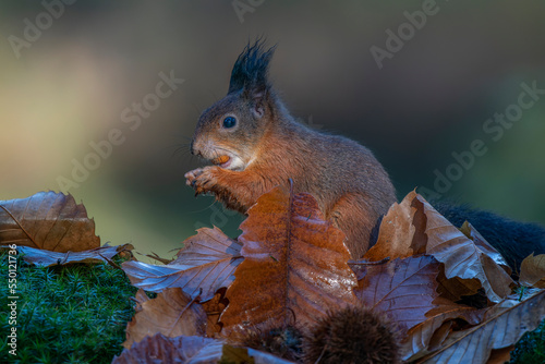 Cute hungry Red Squirrel  Sciurus vulgaris  eating a nut in an forest covered with colorful leaves. Autumn day in a deep forest in the Netherlands.                             