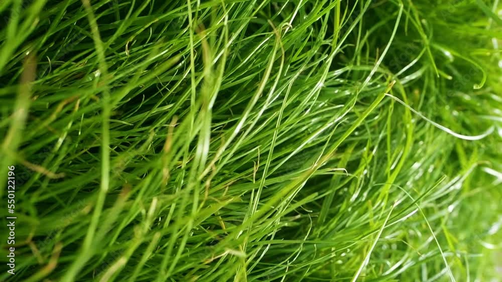 Bright green grass waving vertical video. Beautiful natural green background. Relaxing in nature concept, environment, nature, earth. Bright green grass waving vertical video. Beautiful natural green background. Relaxing in nature concept, environment, nature, earth.