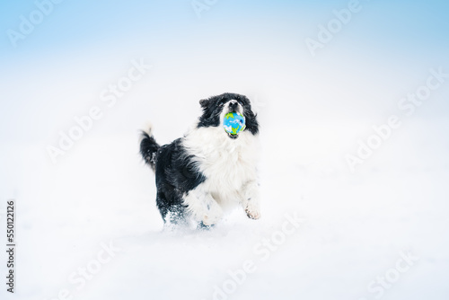 dog running in snow © tamaratelkes